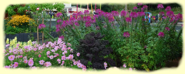 Arbeitseinsatz - Schmuckk�rbchen, roter Gr�nkohl und Spinnenblume