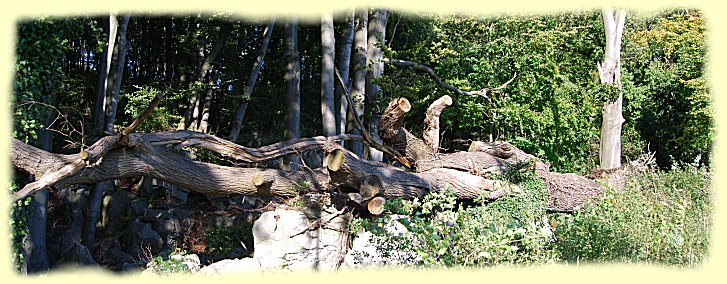 umgest�rzte B�ume im Felsenmeer