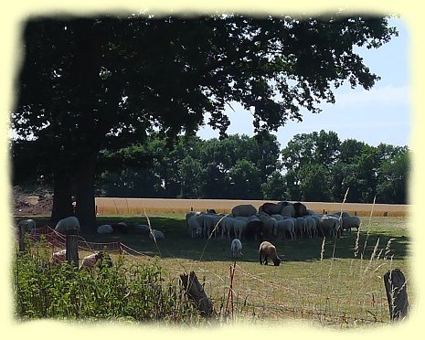 Schafe im Schatten groer Bume