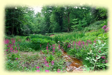 Rombergpark --  roter Bach im Primel- und Farntal