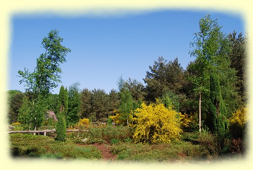 Rombergpark - Moor- und Heidebiotop Rombergpark - Moor- und Heidebiotop