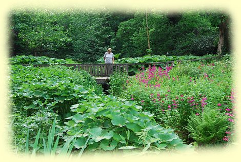 Rombergpark - Primel- und Farntal Rombergpark - Primel- und Farntal