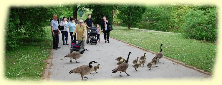 Rombergpark - Gänsefamilie Rombergpark - Gänsefamilie