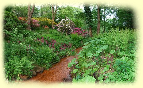 Rombergpark - roter Bach im Primel- und Farntal Rombergpark - roter Bach im Primel- und Farntal