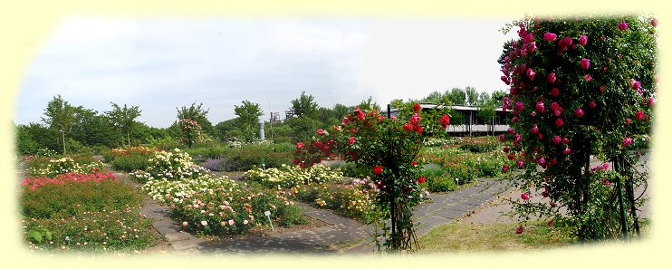 Westfalenpark - Station der ADR-Rosen