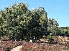 Westruper Heide - Startseite