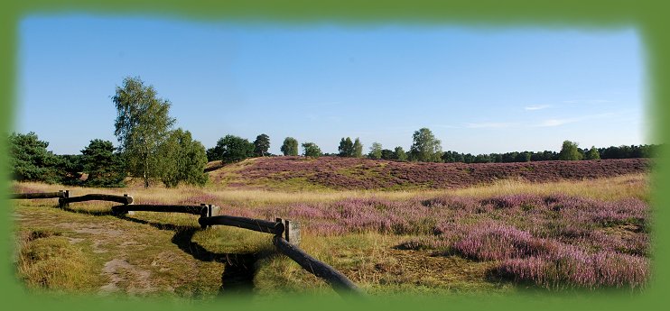 Westruper Heide in Haltern am See