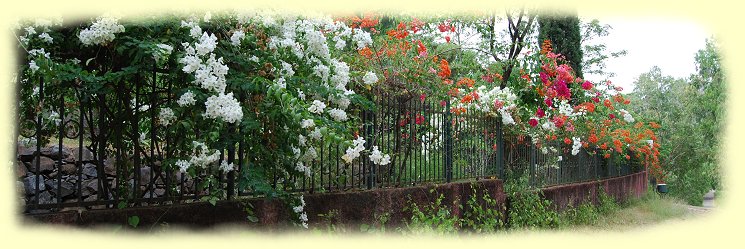 botanischer Garten bei São Jorge dos Órgãos - Bougainvillen in vielen Farben