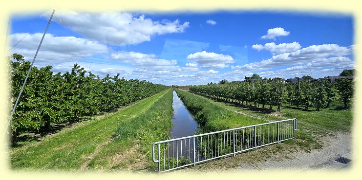 Altes Land - Apfelplantagen Altes Land - Apfelplantagen