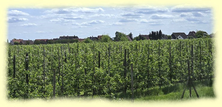 Altes Land - Obstanbaugebiet Altes Land - Obstanbaugebiet