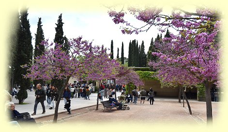 Alhambra -- Judasbäume Alhambra -- Judasbäume