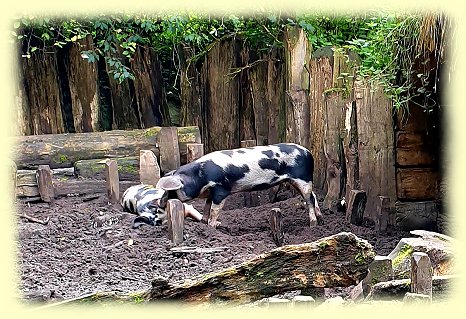 Freilichtmuseum Oerlinghausen - Wildschweine