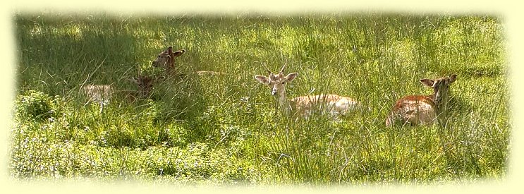 Bad Meinberg 2021 - Rehe