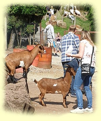 Vogelpark Heiligenkirchen - 5