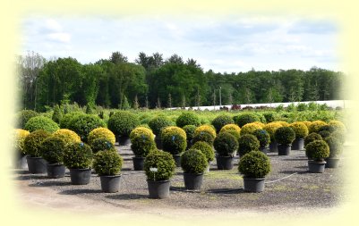 Rhododendronpark Gristede - Containerpflanzen