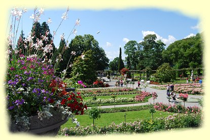 Insel Mainau - Blumen soweit das Auge reicht