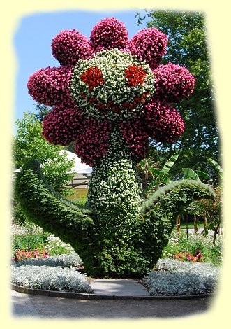 Insel Mainau - Blumi