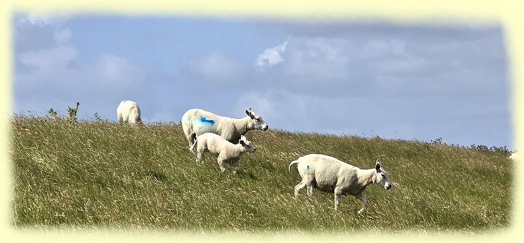 Texel - Schafe