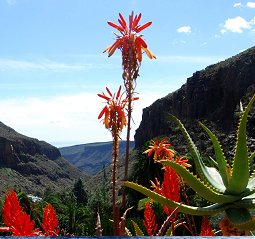 Gran Canaria 2012 - Startseite