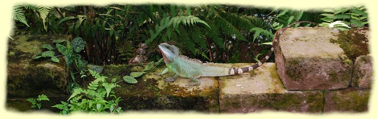 EGA Park - Pflanzenschauhuser - Leguan