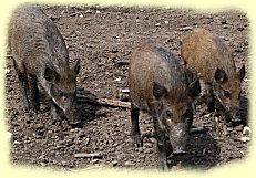 Jagdschloss zum Possen - Wildschweine