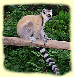 Katta (Lemur catta)