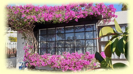 Puerto del Camen - Bougainvillea