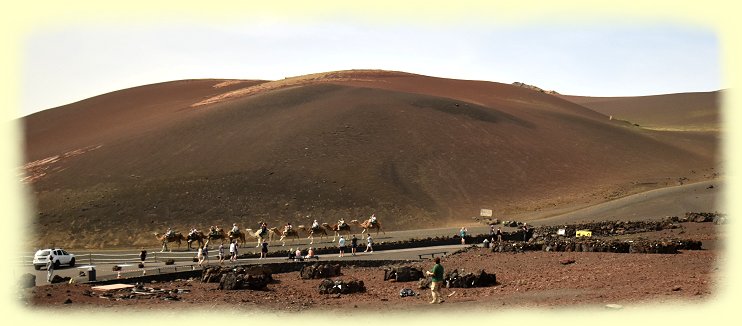 Timanfaya - Dromedarstation