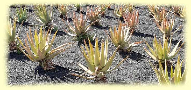 Aloe Vera Barbadensis