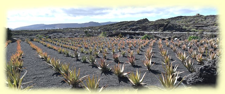 Aloe Vera Barbadensis - Anbau