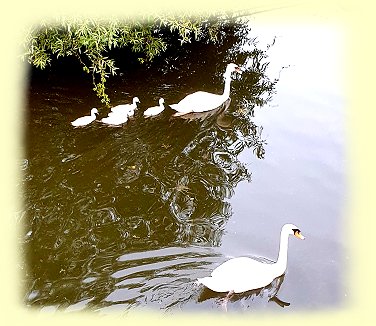 Alken - Entenfamilie