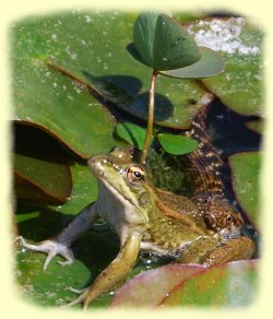 Botanischen Garten von Soller - Frosch mit Wasserschlange