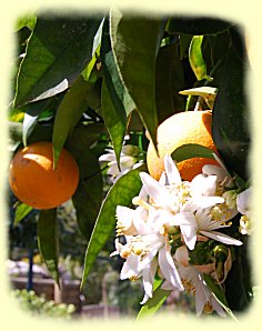 Botanischen Garten von Soller - Orangenblte