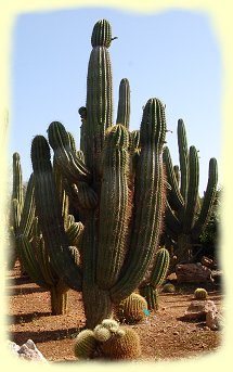 Botanicactus