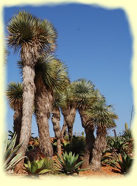 Botanicactus bei es Salines