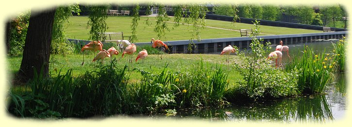 Schlossgrten Arcen - Flamingos