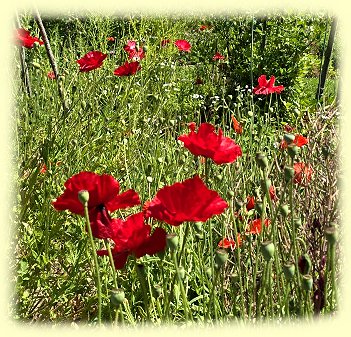 Norden - Westgaster M�hle - Klatschmohn
