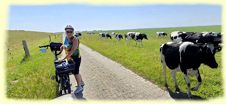 Greetsiel 2026 - K�he