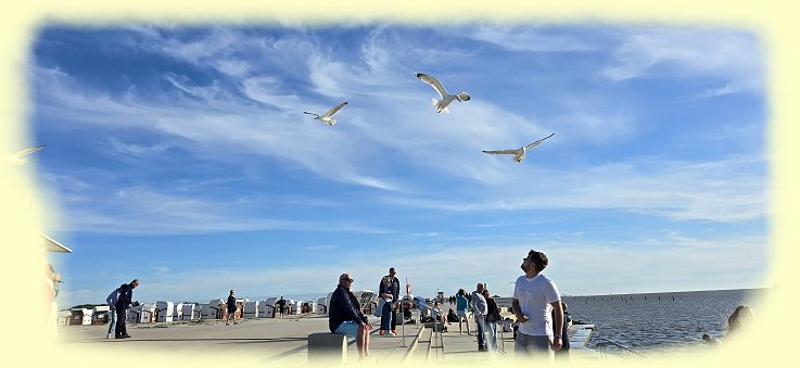 Norddeich - M�wen