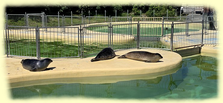 seehundstation - 1