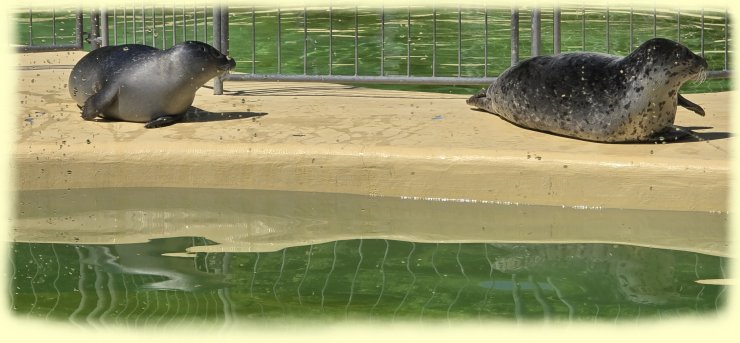 seehundstation - 2