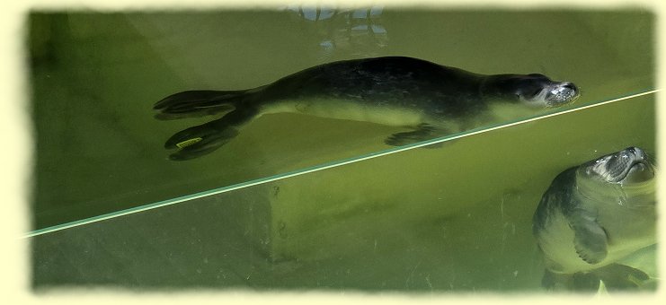 seehundstation - 3