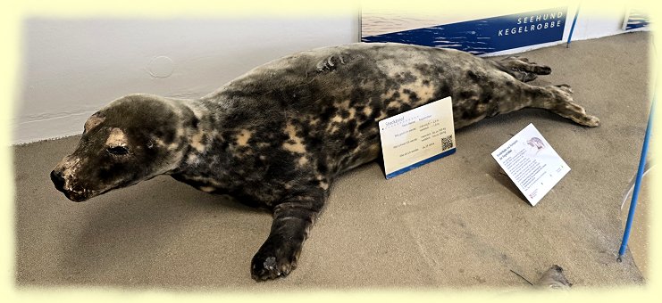 seehundstation - 4