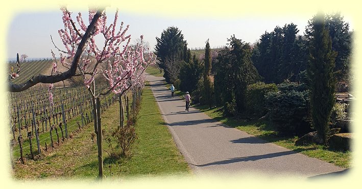 Gimmeldingen - Mandelblte - Lehrpfad