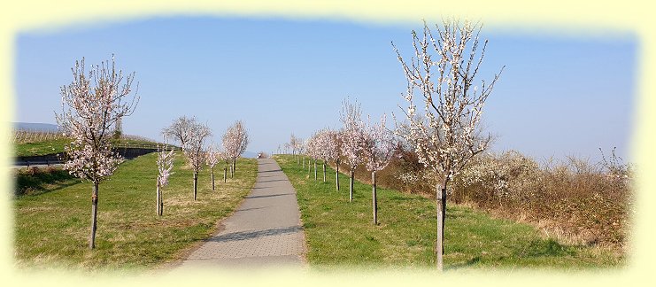 Edesheim - Mandelbume