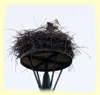 Geinsheim - Storch Geinsheim - Storch