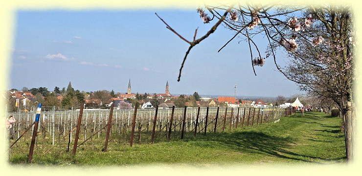 Edenkoben 2026 - Weinberg
