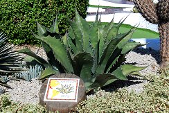Agave Ferox