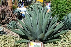 Agave Nigra