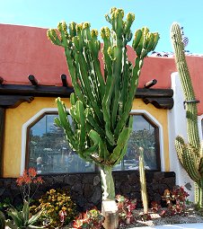Euphorbia ingens